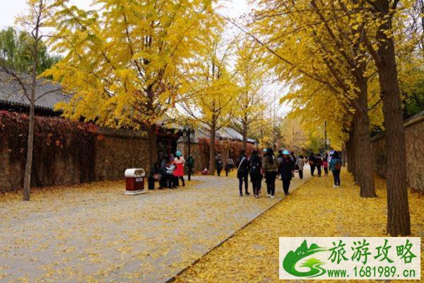 北京圆明园银杏观赏路线推荐