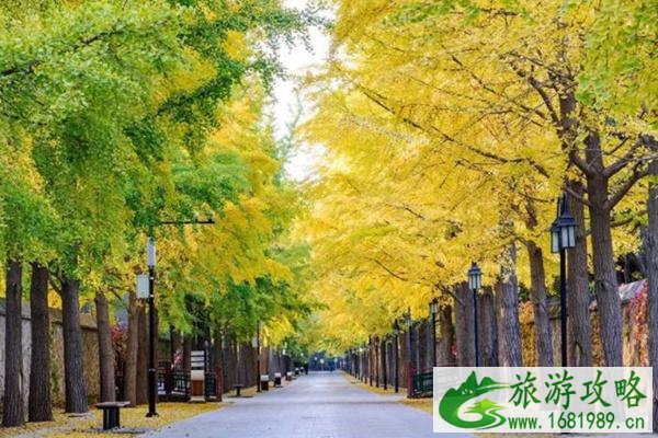 北京圆明园银杏观赏路线推荐