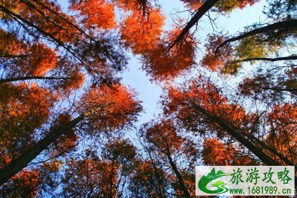 苏州哪里有红杉林 苏州水杉林景点推荐