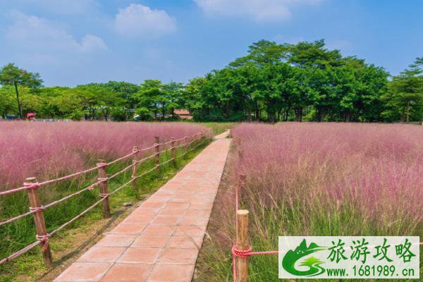 2021佛山粉黛乱子草哪里看-赏花指南
