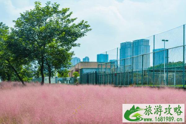 2021佛山粉黛乱子草哪里看-赏花指南