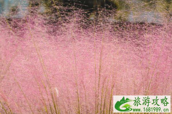 2021佛山粉黛乱子草哪里看-赏花指南