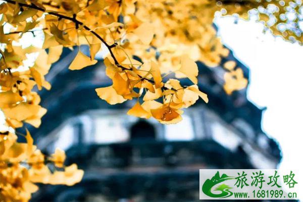 2021苏州赏银杏好去处 2021苏州赏银杏好去处