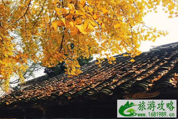 2021苏州赏银杏好去处 2021苏州赏银杏好去处