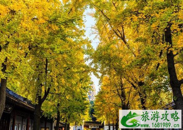 2021苏州赏银杏好去处 2021苏州赏银杏好去处