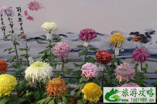 北京北海公园菊花展2021 北京赏菊花公园有哪些 北京北海公园菊花展2021 北京赏菊花公园有哪些