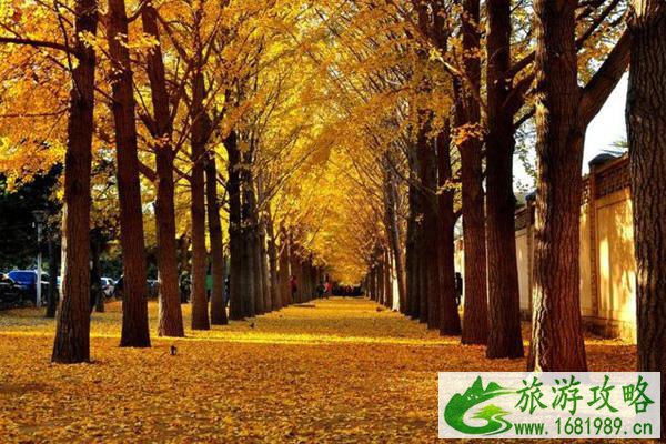 2021北京赏银杏品文化主题线路推荐-漫步北京骑行线路