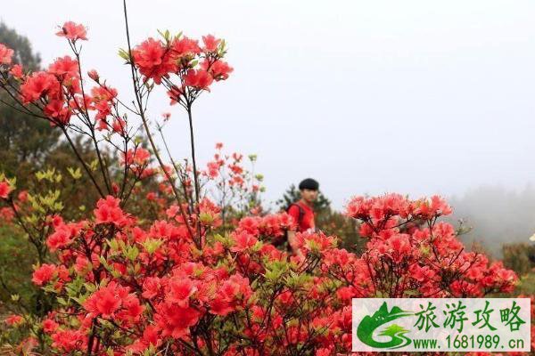 2021苏州哪里有杜鹃花 苏州赏杜鹃花好去处