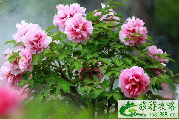 2021北京牡丹文化节开幕时间-北京牡丹观赏地 2021北京牡丹文化节开幕时间-北京牡丹观赏地