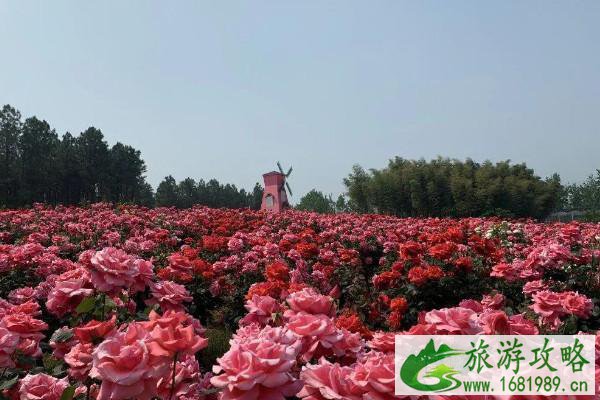 2021南京玫瑰园在哪里 南京玫瑰园门票多少钱