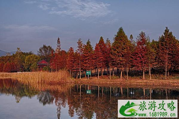 2021南京中山植物园赏花攻略 2021南京中山植物园赏花攻略