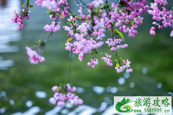 2021南京春天看花的地方
