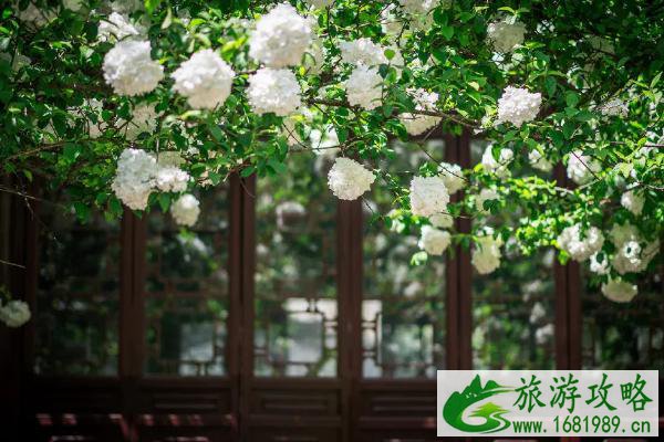 2021南京春天看花的地方
