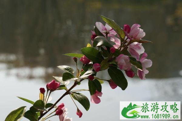 2021北京赏花的地方有哪些 北京赏花攻略 2021北京赏花的地方有哪些 北京赏花攻略