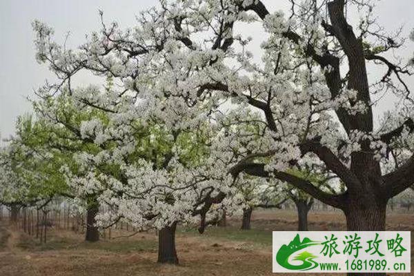 2021北京大兴梨花旅游文化节时间及地点-活动内容 2021北京大兴梨花旅游文化节时间及地点-活动内容