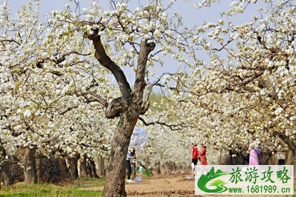 2021北京大兴梨花旅游文化节时间及地点-活动内容 2021北京大兴梨花旅游文化节时间及地点-活动内容