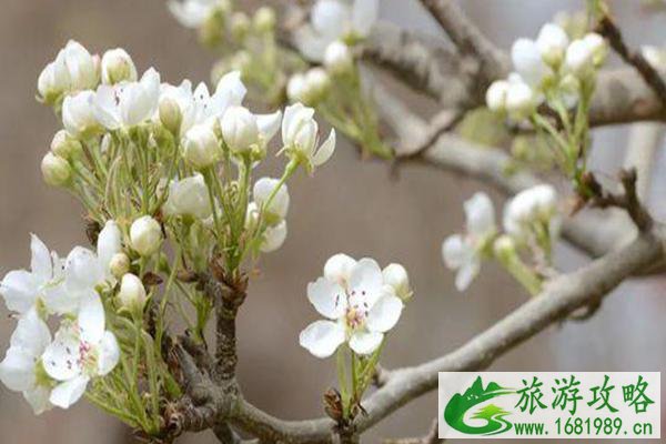 2021北京大兴梨花旅游文化节时间及地点-活动内容 2021北京大兴梨花旅游文化节时间及地点-活动内容