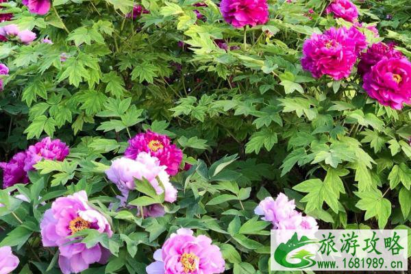 北京牡丹花哪里的最好 2021北京观赏牡丹花的地方