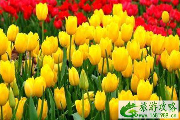 2021北京大兴永定河绿色港湾郁金香文化节-时间门票及活动亮点