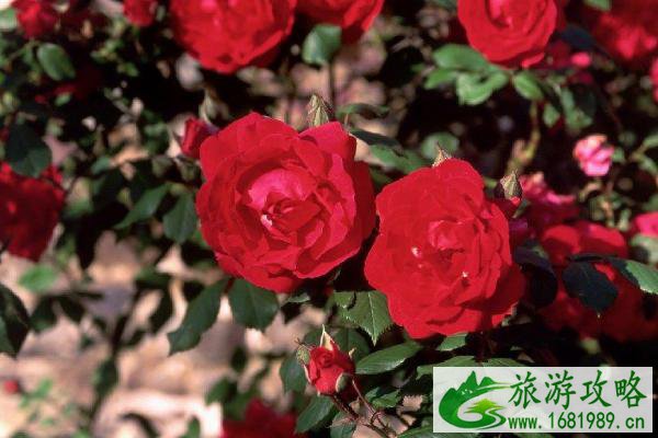 2021广州从化玫瑰艺术文化节时间-地点-精彩看点 2021广州从化玫瑰艺术文化节时间-地点-精彩看点