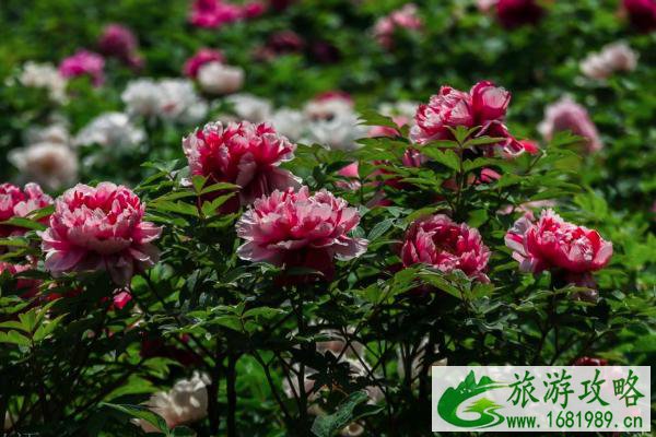 202南京五一赏花有哪些地方-赏花地点推荐