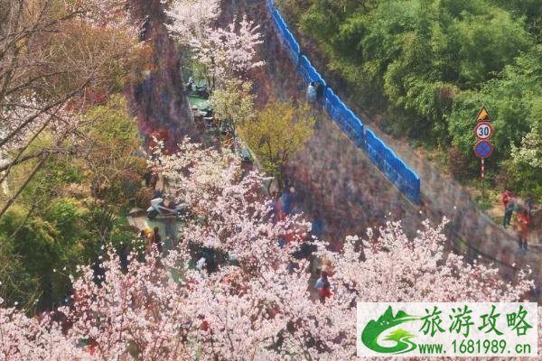 南京春季景点2021 春季南京哪里好玩