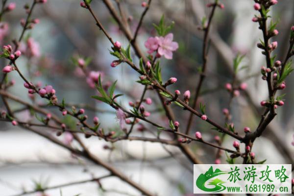 2021泰州春日赏花图鉴 泰州春日赏花攻略