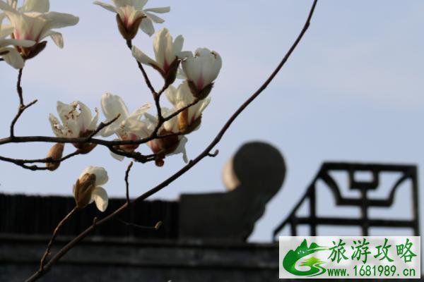 2021泰州春日赏花图鉴 泰州春日赏花攻略