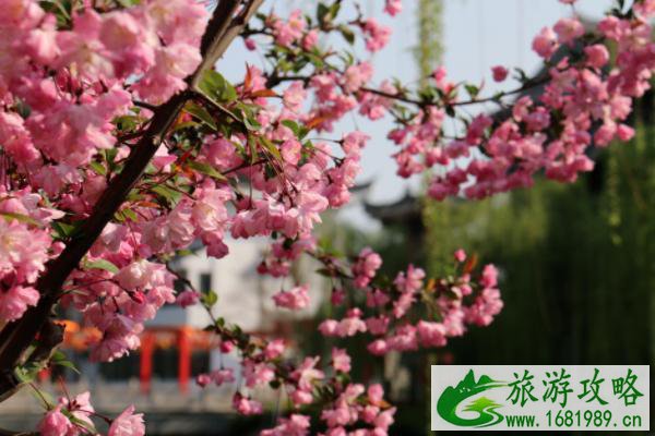 2021泰州春日赏花图鉴 泰州春日赏花攻略