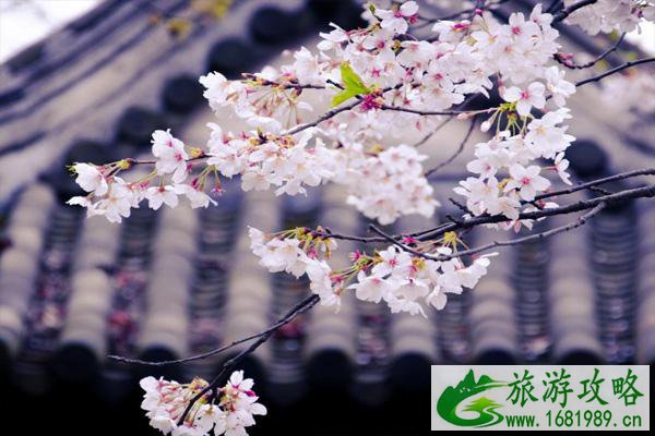 无锡樱花怎么拍照好看 无锡樱花什么时候盛开