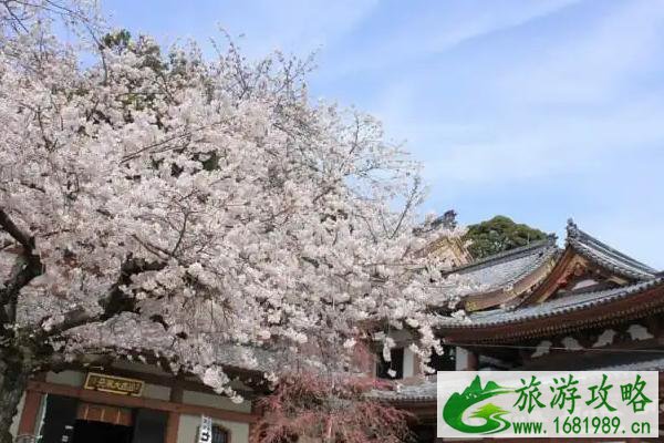 日本赏樱花的地方2021  日本镰仓赏樱好去处