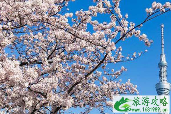 日本赏樱花最佳地点2021 日本赏樱花最美的地方