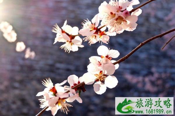 北京赏梅花的地方 北京赏梅好去处 北京赏梅花的地方 北京赏梅好去处