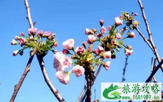 2021深圳观澜湖樱花节好看吗 在哪里-门票价格 2021深圳观澜湖樱花节好看吗 在哪里-门票价格
