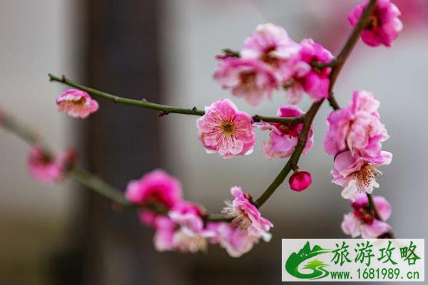 无锡梅花什么时候开放2021 无锡赏梅地点推荐