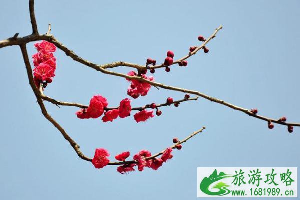 无锡梅花什么时候开放2021 无锡赏梅地点推荐