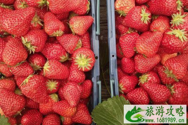 2021南京溧水在哪里摘草莓 南京溧水草莓园推荐