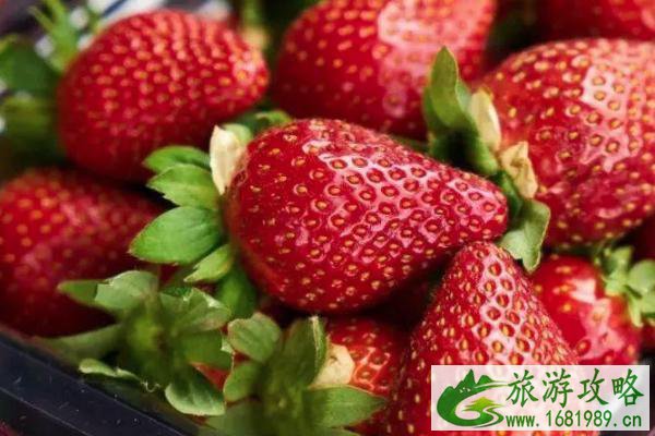 2021南京溧水在哪里摘草莓 南京溧水草莓园推荐