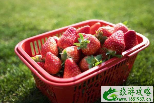2021南京溧水在哪里摘草莓 南京溧水草莓园推荐