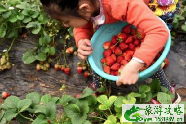 佛山三水区哪里可以采摘草莓 佛山三水区草莓采摘地推荐 佛山三水区哪里可以采摘草莓 佛山三水区草莓采摘地推荐