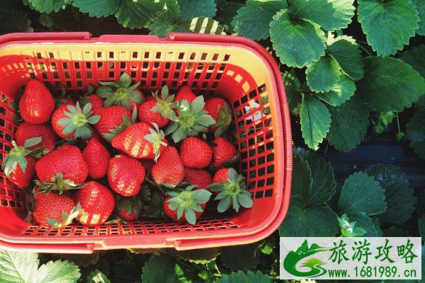 佛山三水区哪里可以采摘草莓 佛山三水区草莓采摘地推荐 佛山三水区哪里可以采摘草莓 佛山三水区草莓采摘地推荐