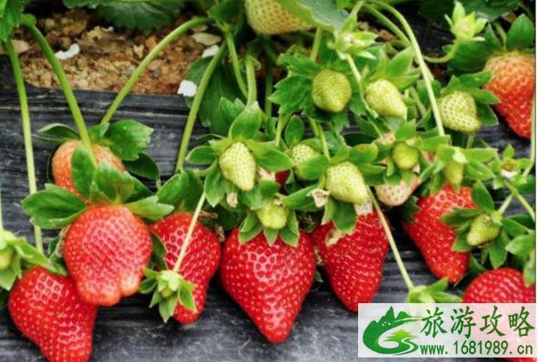 佛山三水区哪里可以采摘草莓 佛山三水区草莓采摘地推荐 佛山三水区哪里可以采摘草莓 佛山三水区草莓采摘地推荐