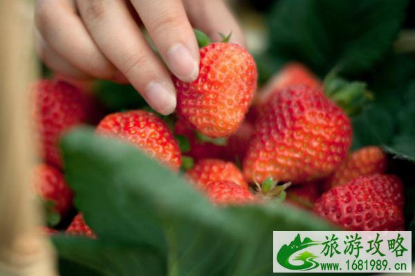 佛山三水区哪里可以采摘草莓 佛山三水区草莓采摘地推荐 佛山三水区哪里可以采摘草莓 佛山三水区草莓采摘地推荐