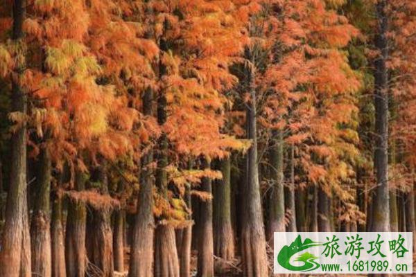 2021广州落羽杉在哪里 广州落羽杉观赏地推荐 2021广州落羽杉在哪里 广州落羽杉观赏地推荐