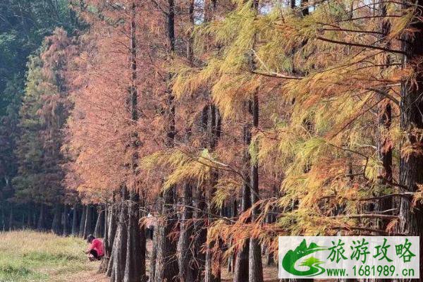 2021广州落羽杉在哪里 广州落羽杉观赏地推荐 2021广州落羽杉在哪里 广州落羽杉观赏地推荐