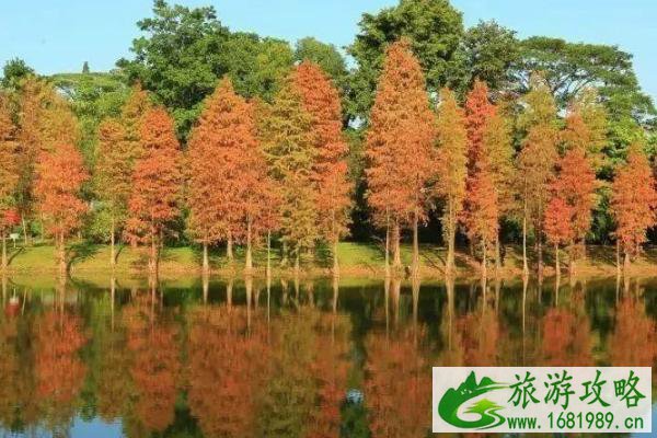 2021广州落羽杉在哪里 广州落羽杉观赏地推荐 2021广州落羽杉在哪里 广州落羽杉观赏地推荐
