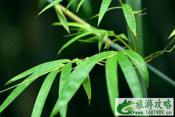 深圳光明区有什么好玩的地方 深圳光明区景点推荐 深圳光明区有什么好玩的地方 深圳光明区景点推荐