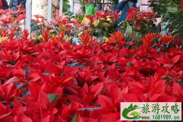 2021年广东迎春花市会开吗 各地迎春花市停办取消通知 2021年广东迎春花市会开吗 各地迎春花市停办取消通知