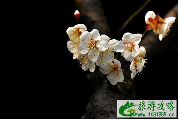 2020-2021广州从化流溪梅花节举办时间-门票-活动亮点 2020-2021广州从化流溪梅花节举办时间-门票-活动亮点