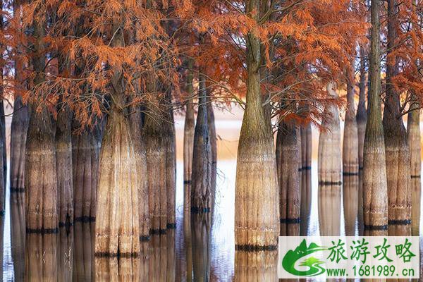 江苏哪里有水杉林 江苏赏水杉好去处